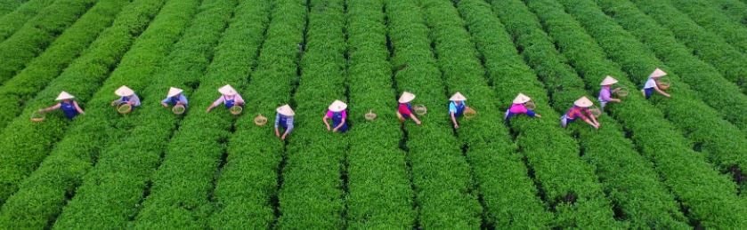 Từ nước nhập khẩu đến siêu cường tự chủ: Áp lực nuôi sống 1 tỷ dân trở thành ván bài sống còn của Trung Quốc, đánh cược lật đổ ngành nông sản toàn cầu- Ảnh 4.