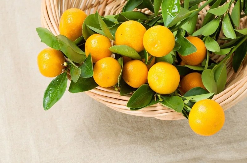 5 loại “quả vàng” được ví như cao thủ tiêu đờm: Ăn đúng cách giúp làm sạch phổi, giảm ho, cổ họng dễ chịu- Ảnh 3.