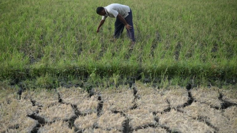 Siêu El Nino chưa từng có trong 150 năm cận kề: Nỗi lo lúa cháy khô, cá chết bỏng vì nắng nóng bủa vây hàng triệu nhà nông- Ảnh 1.