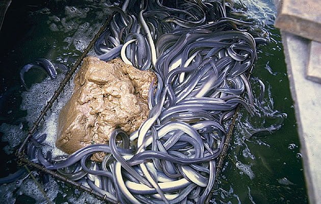Loài động vật dài tới 1,5m từng ghi nhận ngay ở Hà Nội: 91 năm sau, tình trạng hiện nay gây tiếc nuối - Ảnh 2.