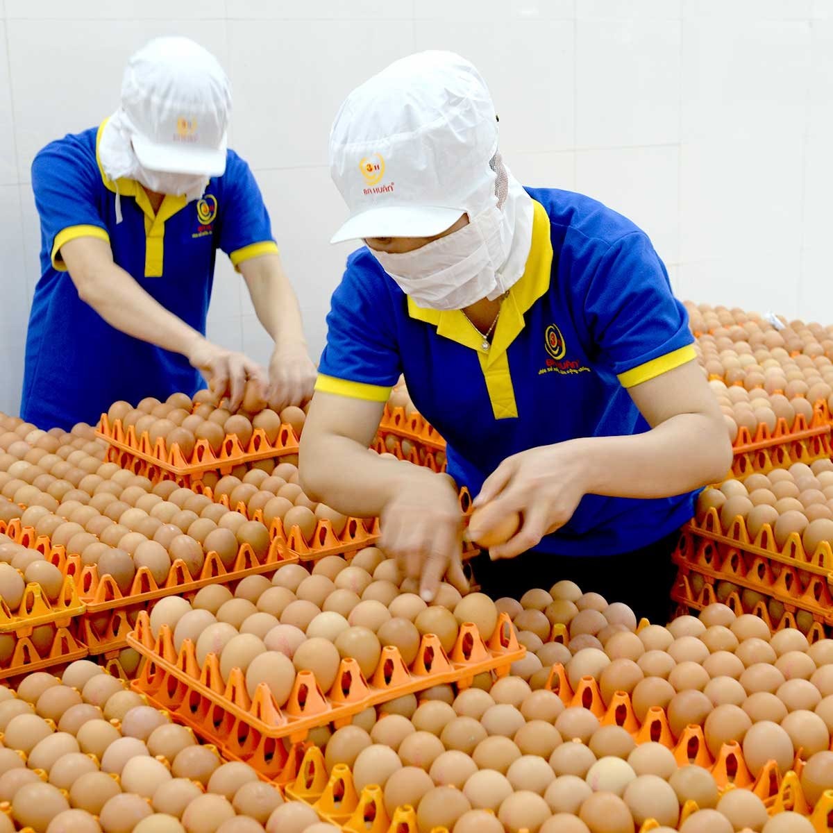 Bên trong dây chuyền sản xuất 250.000 quả trứng/giờ của "đế chế trứng hơn 50 tuổi": Rửa trứng bằng nước sạch, soi tia UV- Ảnh 2.