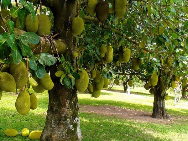 Khách Tây bất ngờ khi gặp loại quả này đầy đường, thốt lên: "Quá nhiều, đủ cho cả Việt Nam ăn" - Ảnh 3.