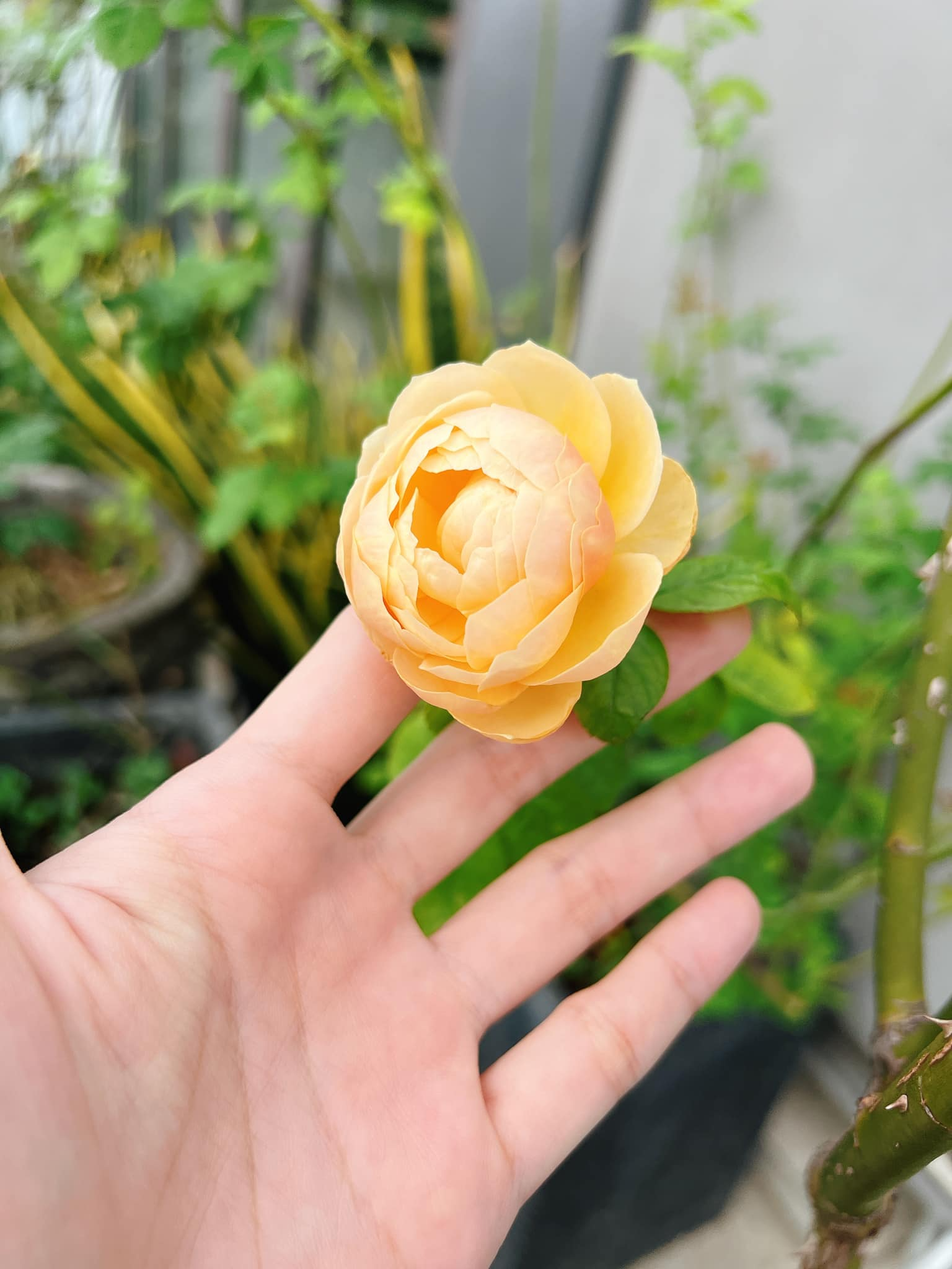 Mỹ nhân Việt làm chủ 3 công ty, sống trong nhà phố 100m2, sân thượng trồng gì mà lúc nào cũng trĩu quả?- Ảnh 17.