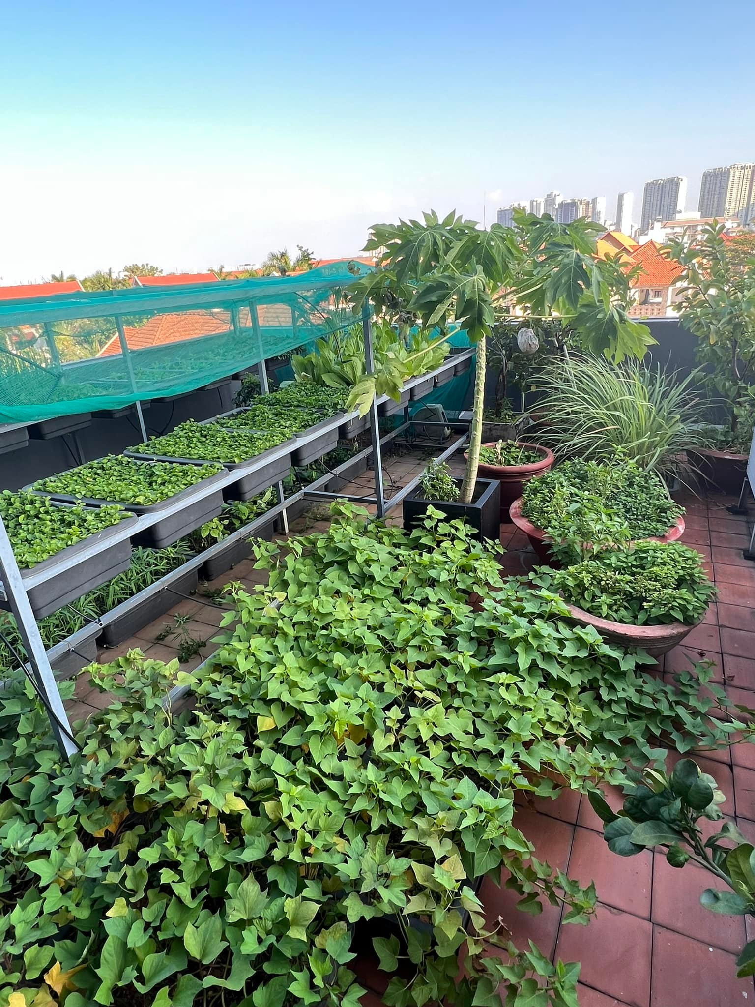 Mỹ nhân Việt làm chủ 3 công ty, sống trong nhà phố 100m2, sân thượng trồng gì mà lúc nào cũng trĩu quả?- Ảnh 7.