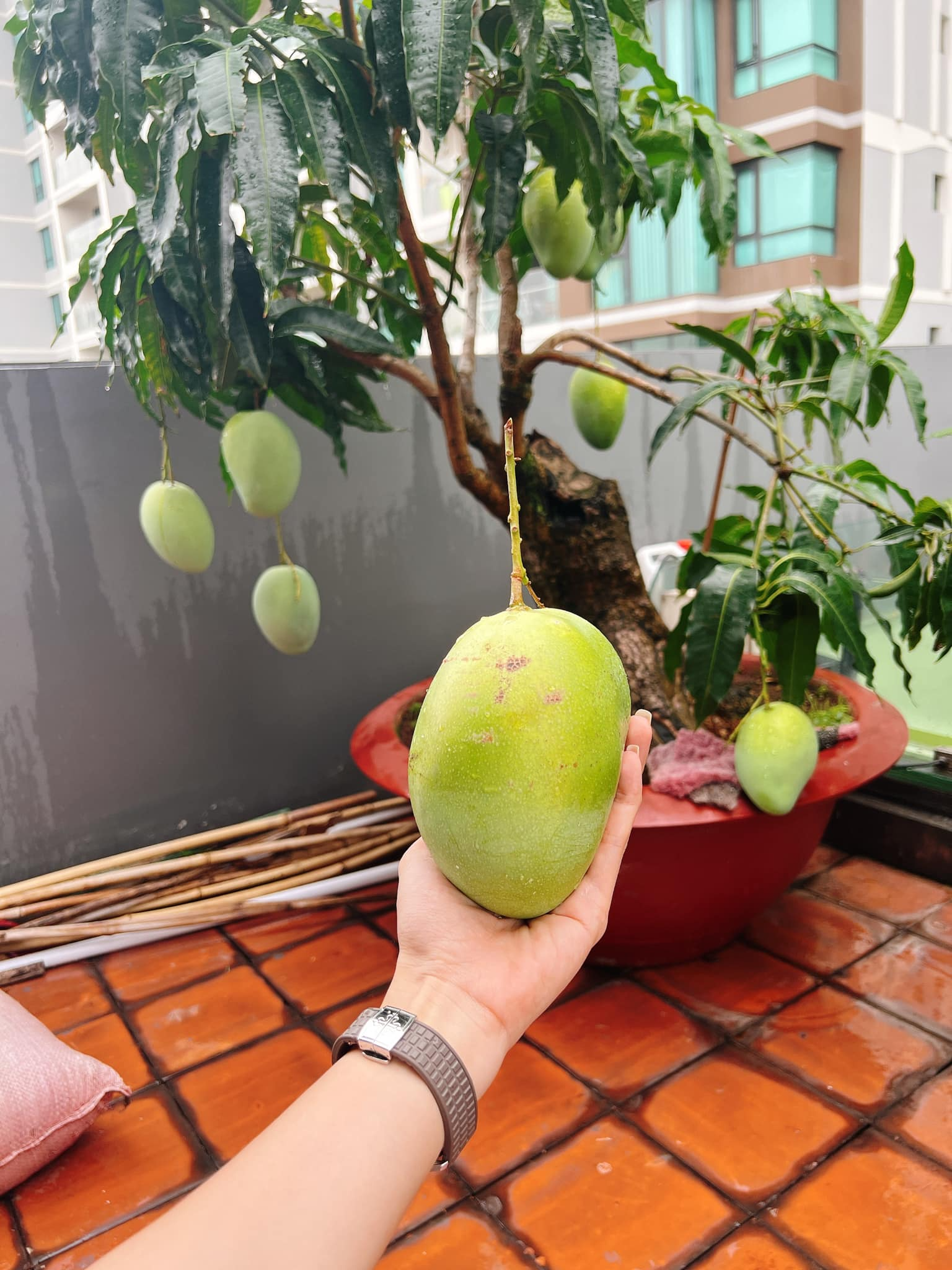 Mỹ nhân Việt làm chủ 3 công ty, sống trong nhà phố 100m2, sân thượng trồng gì mà lúc nào cũng trĩu quả?- Ảnh 12.
