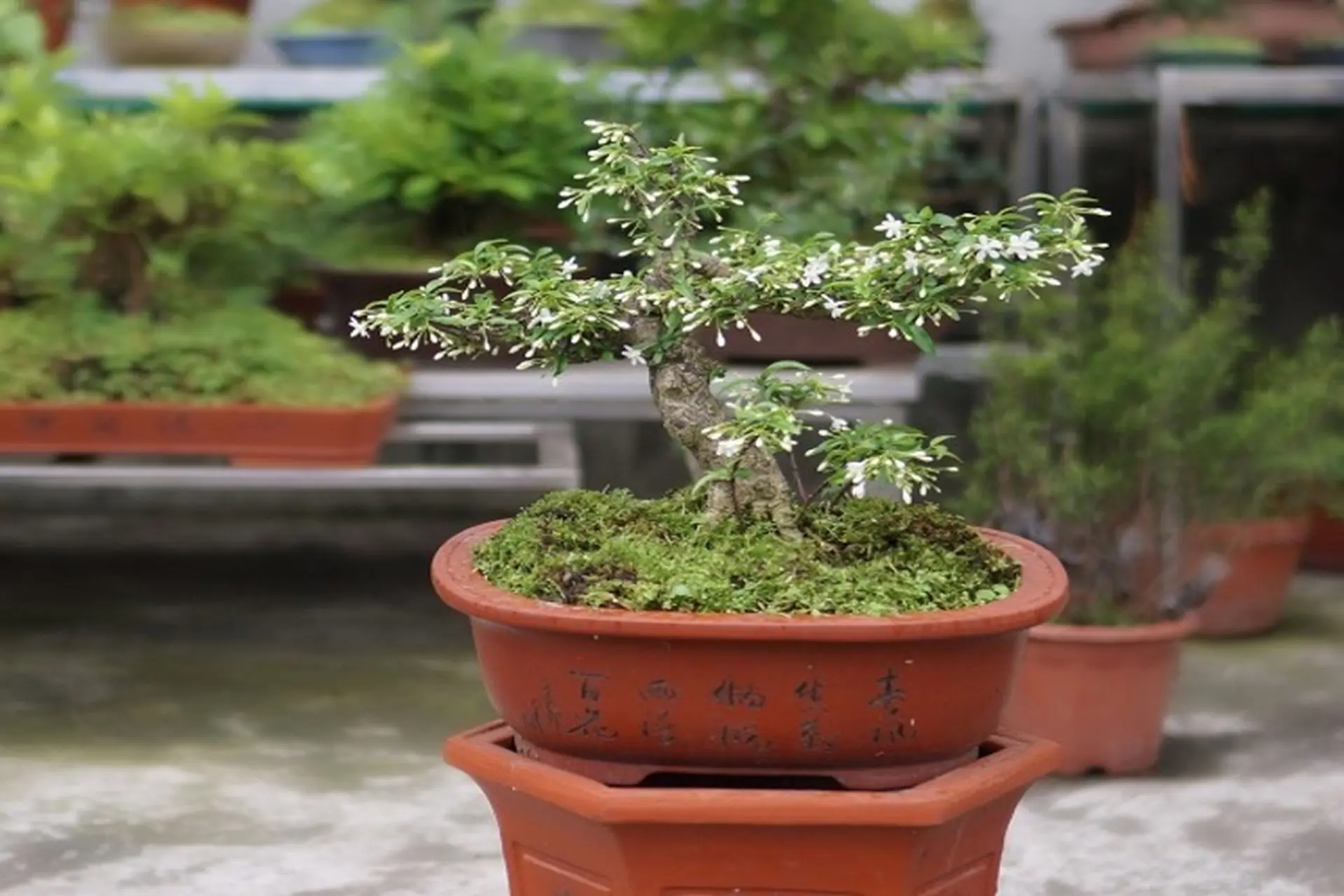 3 cây bonsai 