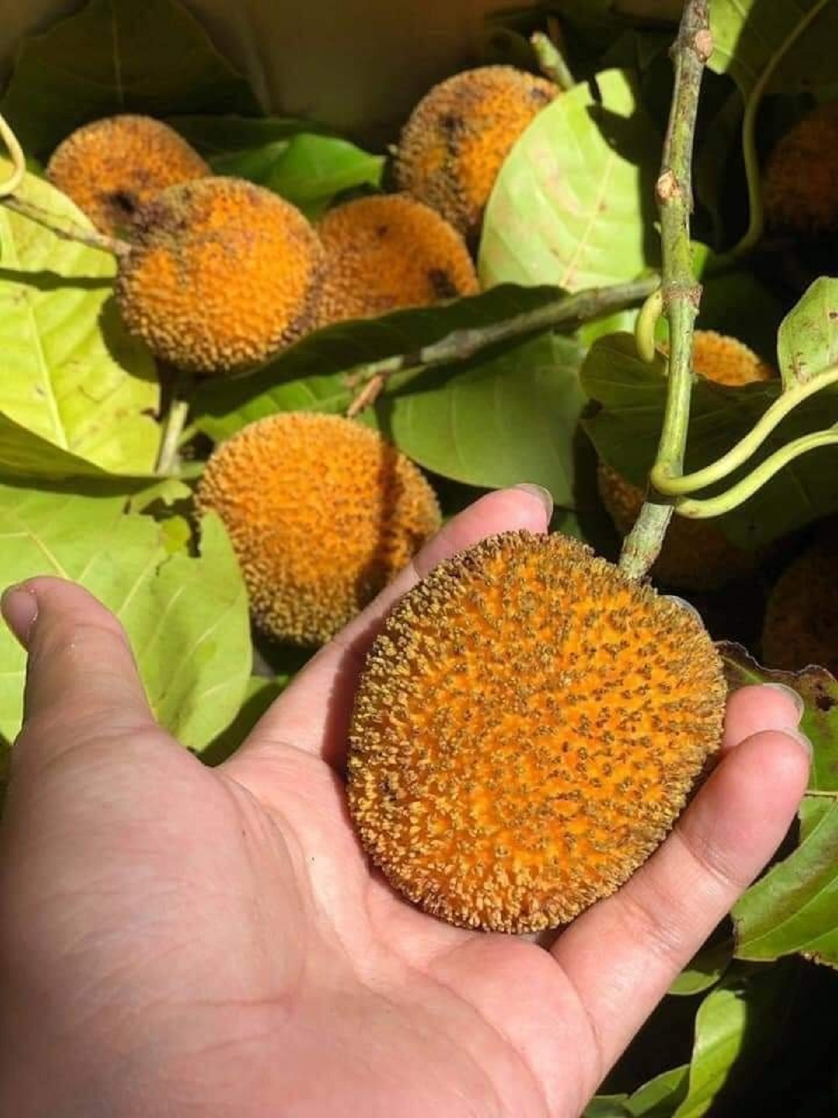 Loại quả quê nhìn lạ mắt mọc bờ rào nay "lên đời" đặc sản, giá 120.000đ/kg- Ảnh 1.