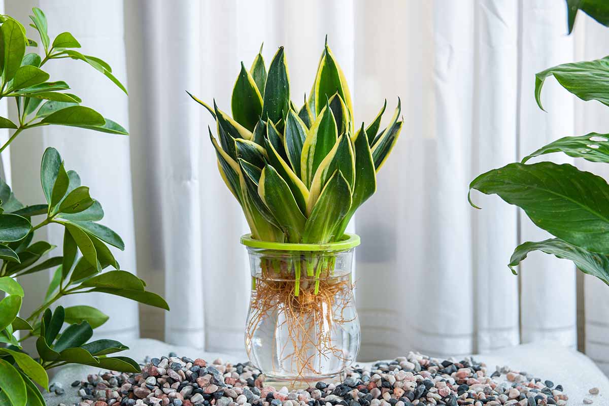 9 lý do vì sao bạn nên trồng 1 cây lưỡi hổ trong nhà- Ảnh 2.