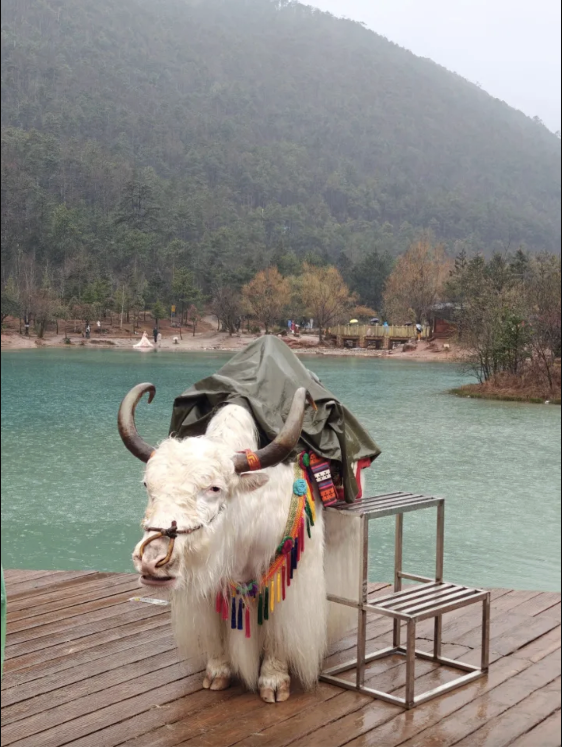 Chú bò trắng thành “máy in tiền”, đứng yên chụp ảnh cùng khách cũng thu cho chủ 23 tỷ/ năm?- Ảnh 1.