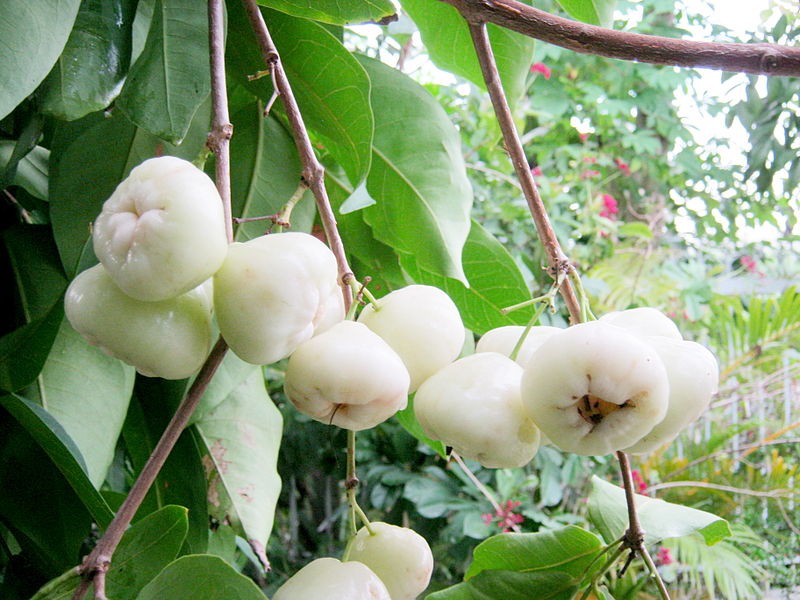 Quả quê chín rụng ít ai nhặt: Sang nước ngoài giá vài trăm nghìn/kg, được ví như 'vua trái cây'  - Ảnh 1.
