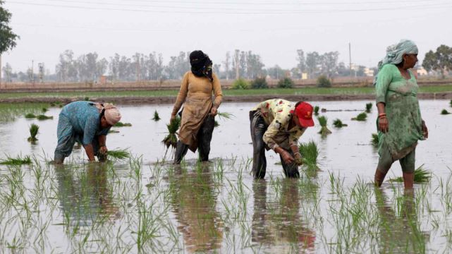 Gạo Ấn Độ, Thái Lan và Việt Nam sắp đón sóng gió, ‘thủ phạm’ là ai? - Ảnh 1.