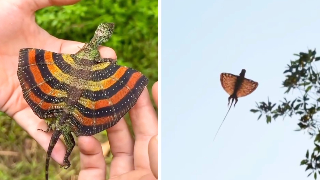 Loài "rồng" tưởng chỉ có trong truyền thuyết bất ngờ lộ diện gần Việt Nam: Sở hữu khả năng đáng kinh ngạc - Ảnh 1.