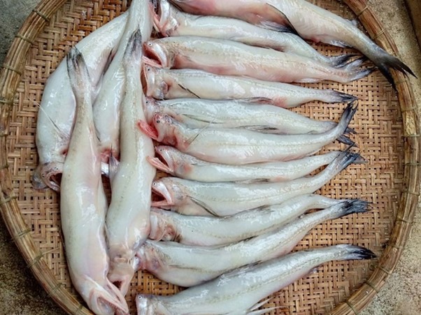 Loại cá là đặc sản biển nổi tiếng có giá trị dinh dưỡng cao, mang lại nhiều lợi cho sức khỏe - Ảnh 1.