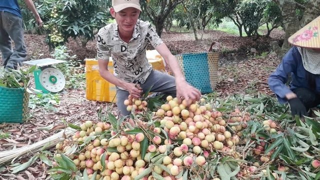 Tin buồn với loại quả “phi tử tiếu” được hàng triệu người VN và TQ say mê, có loại giá gần 600.000 đồng/kg- Ảnh 2.