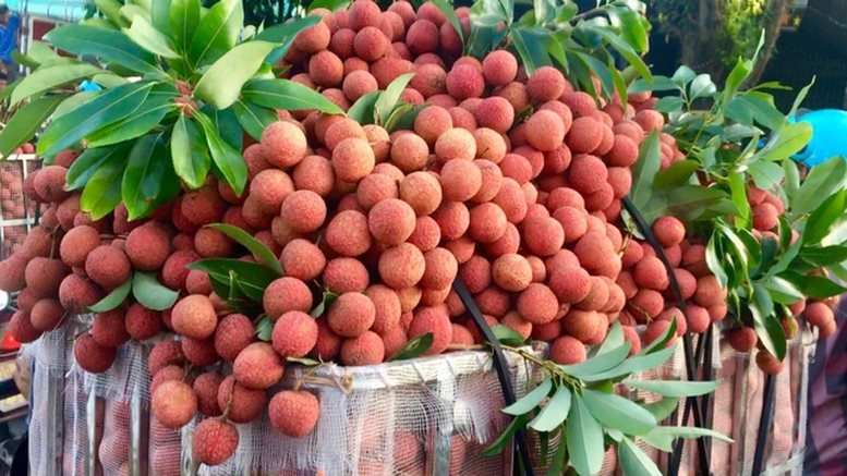 Tin buồn với loại quả “phi tử tiếu” được hàng triệu người VN và TQ say mê, có loại giá gần 600.000 đồng/kg- Ảnh 3.