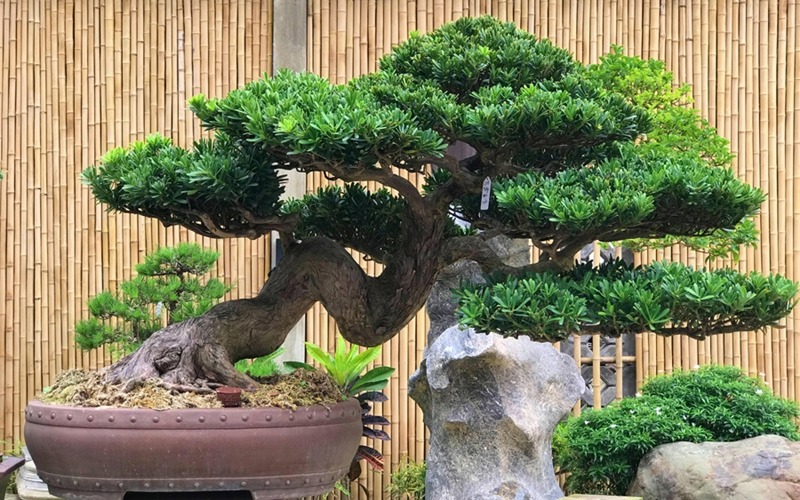 3 cây cảnh "giữ của" cho gia đình, sống trăm năm: Trồng trong nhà chẳng khác nào cất vàng - Ảnh 1.