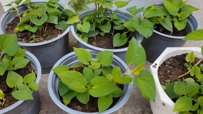 5 lý do vì sao nên trồng 1 chậu rau diếp cá trong nhà - Ảnh 1.