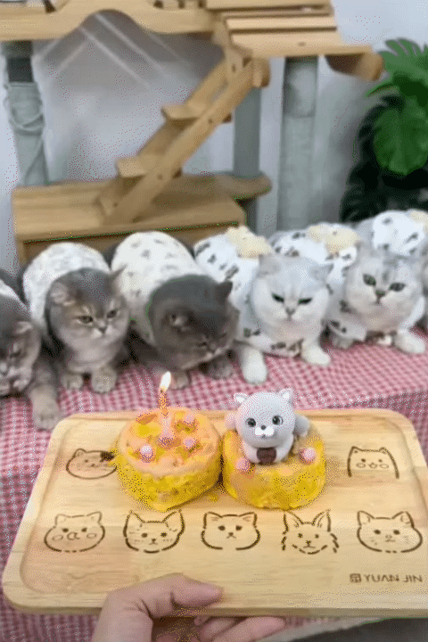 Từ bỏ lương cao để khởi nghiệp cùng Lượm Cat: Hành trình truyền cảm hứng cho mẹ bỉm 26 tuổi - Ảnh 14.