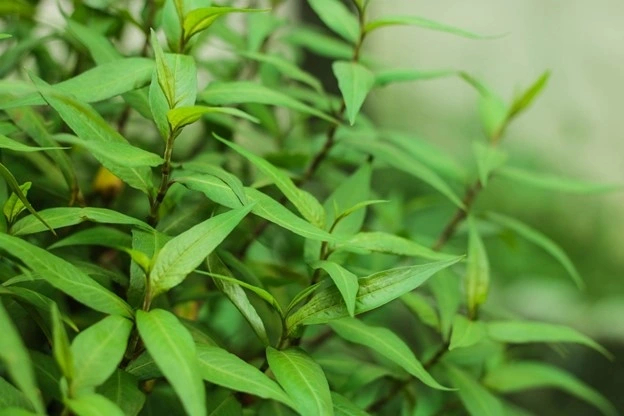 Lời khuyên dành cho những gia đình đang trồng cây lá lốt - Ảnh 3.
