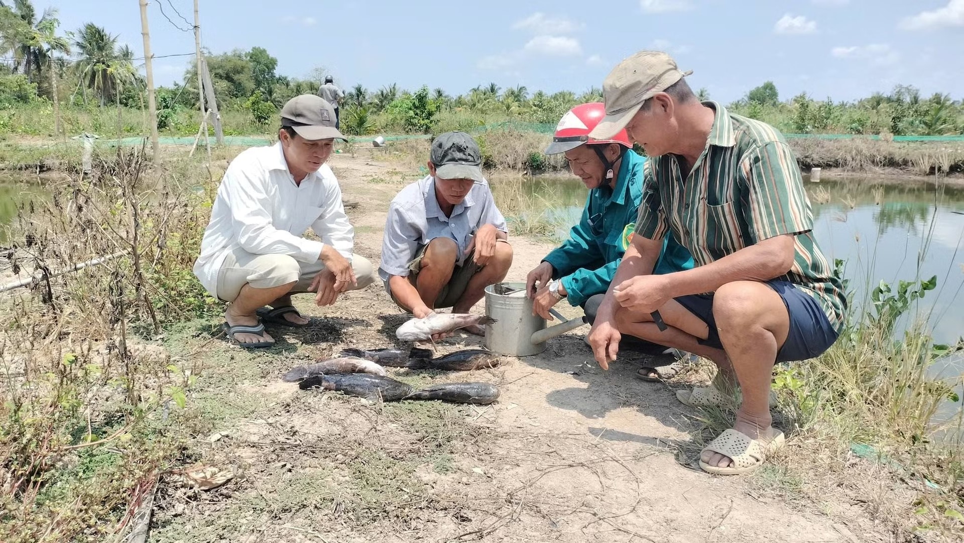 Thi công sân bay làm cá chết hàng loạt: Lãnh đạo Cà Mau yêu cầu ACV đền bù cho người dân- Ảnh 4.