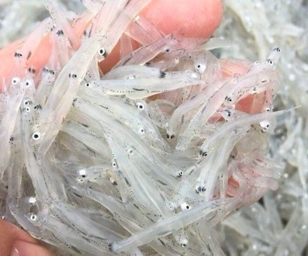 "Ngọc trong nước" độc nhất ở sông Đà, cực bổ dưỡng người già và trẻ nhỏ đều thích - Ảnh 1.