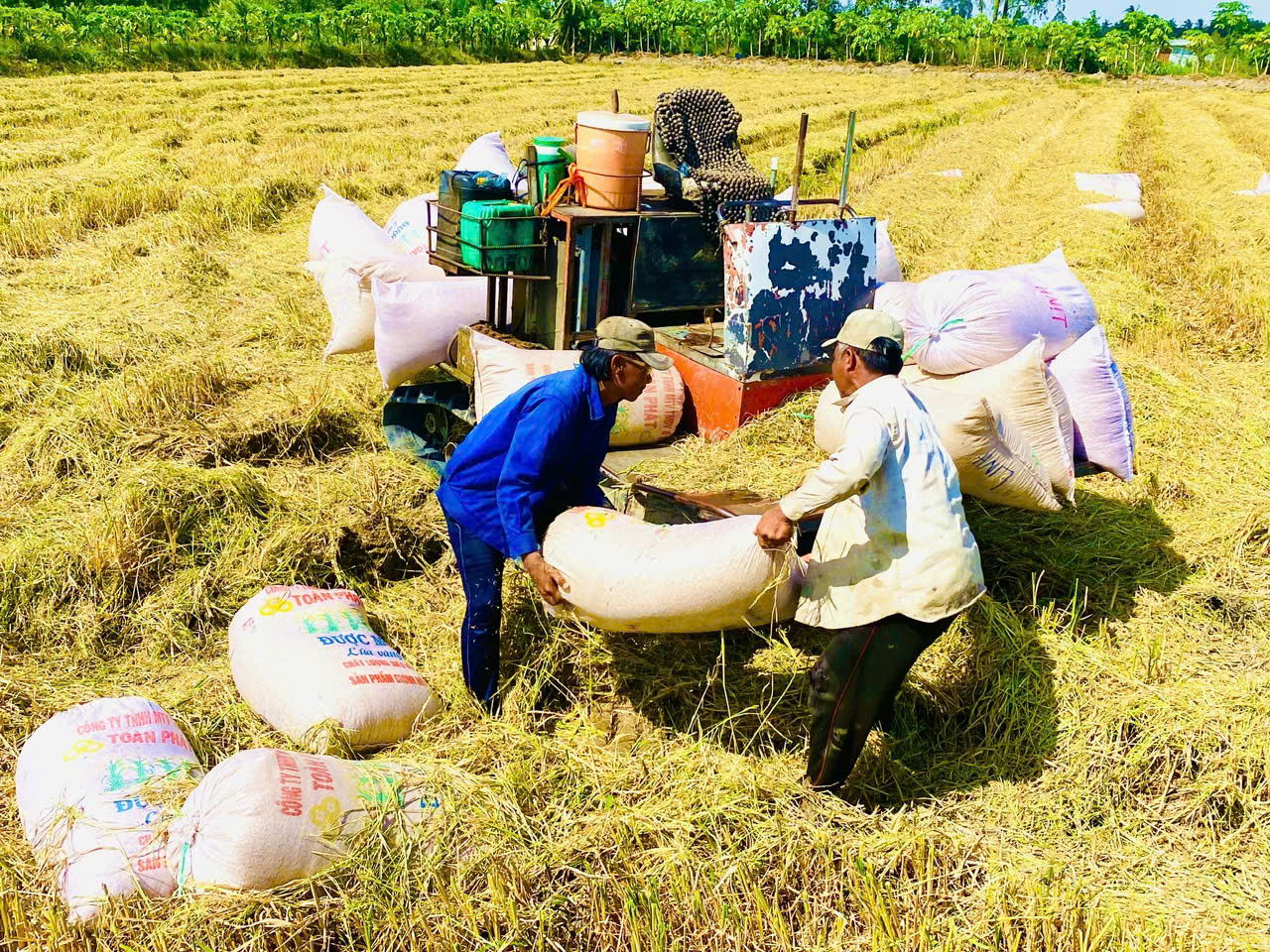 Thời cơ nâng giá trị gạo Việt - Ảnh 1. Thời cơ nâng giá trị gạo Việt - Ảnh 1.