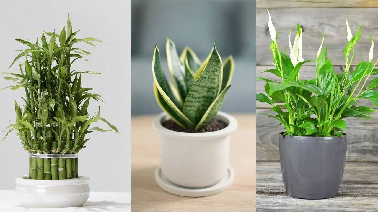 Đặt cây xanh trên bàn làm việc: 4 điều ai cũng nên biết - Ảnh 2.