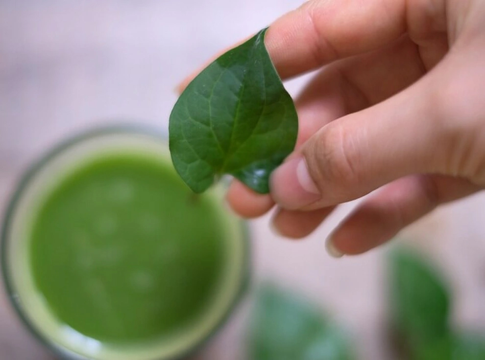 Việt Nam có 1 loại lá là "kem chống nắng tự nhiên", giúp tóc đen và mọc nhanh hơn, cực tốt sức khỏe nhưng nhiều người không dám dùng - Ảnh 4.