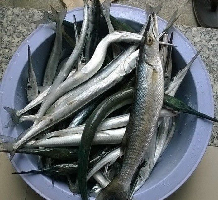 Loại cá có tên "hờn cả thế giới", trả cao nhiều ngư dân vẫn không bán: Siêu giàu omega-3, thịt cực ngọt và thơm ngon - Ảnh 1.