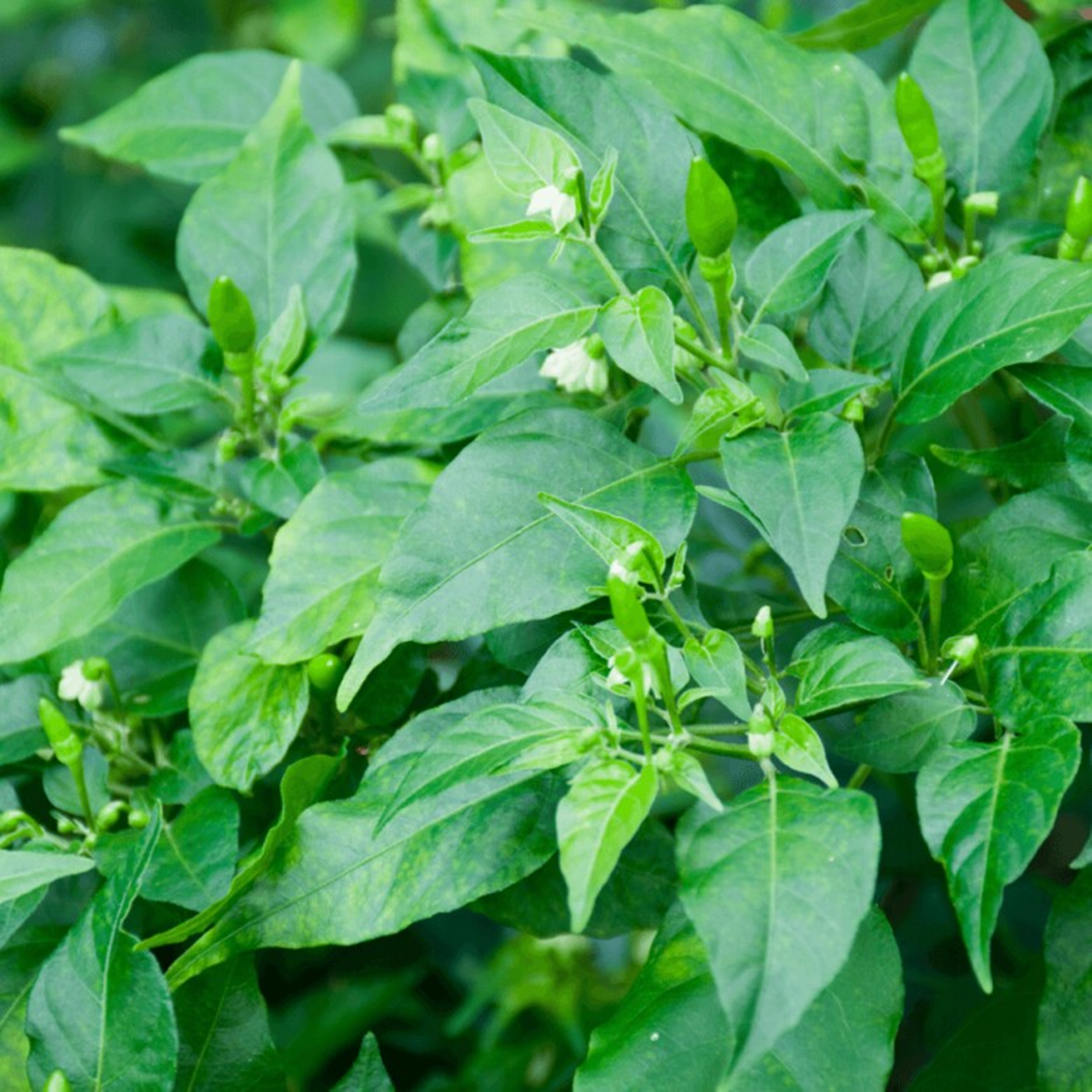 Đừng chỉ ăn quả, lá loại cây này quý như 