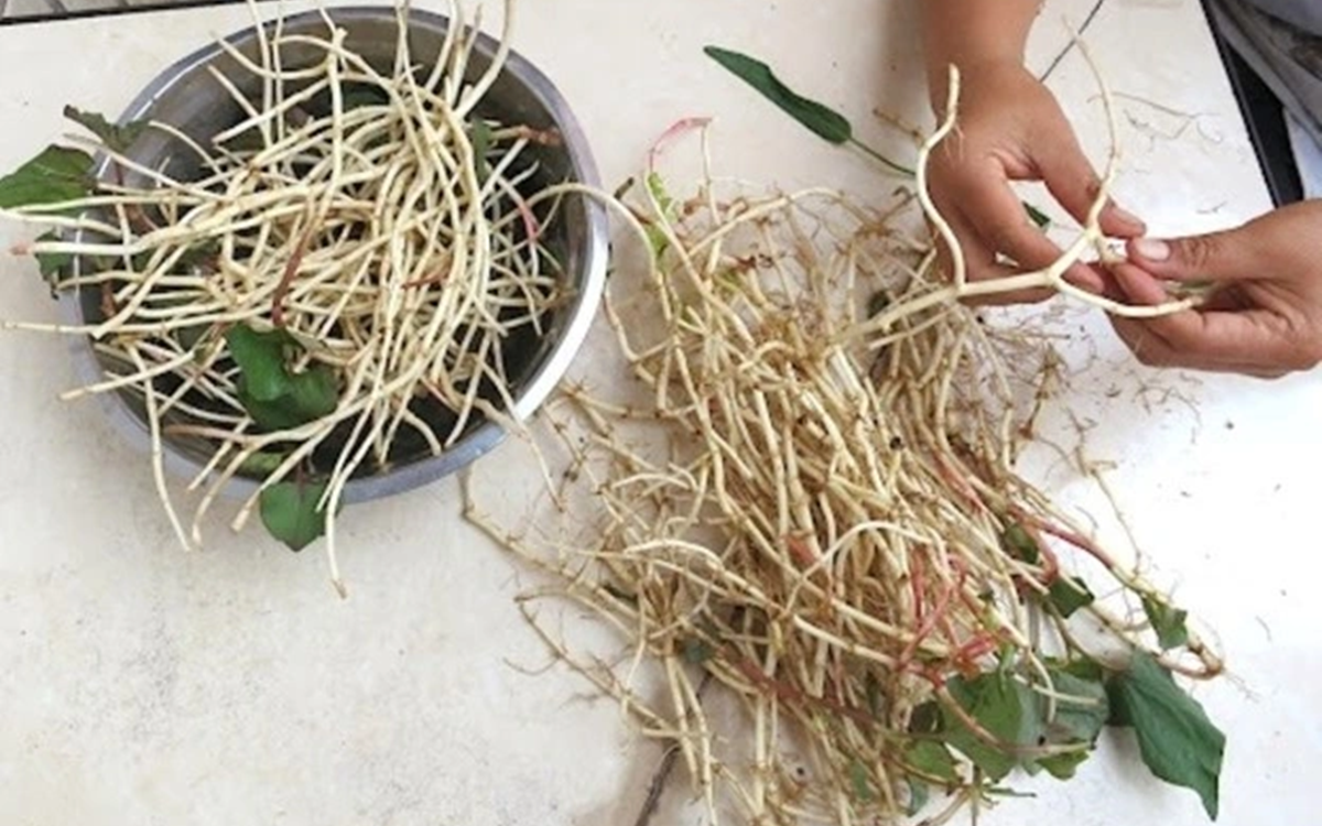 Đừng chỉ ăn quả, lá loại cây này quý như 