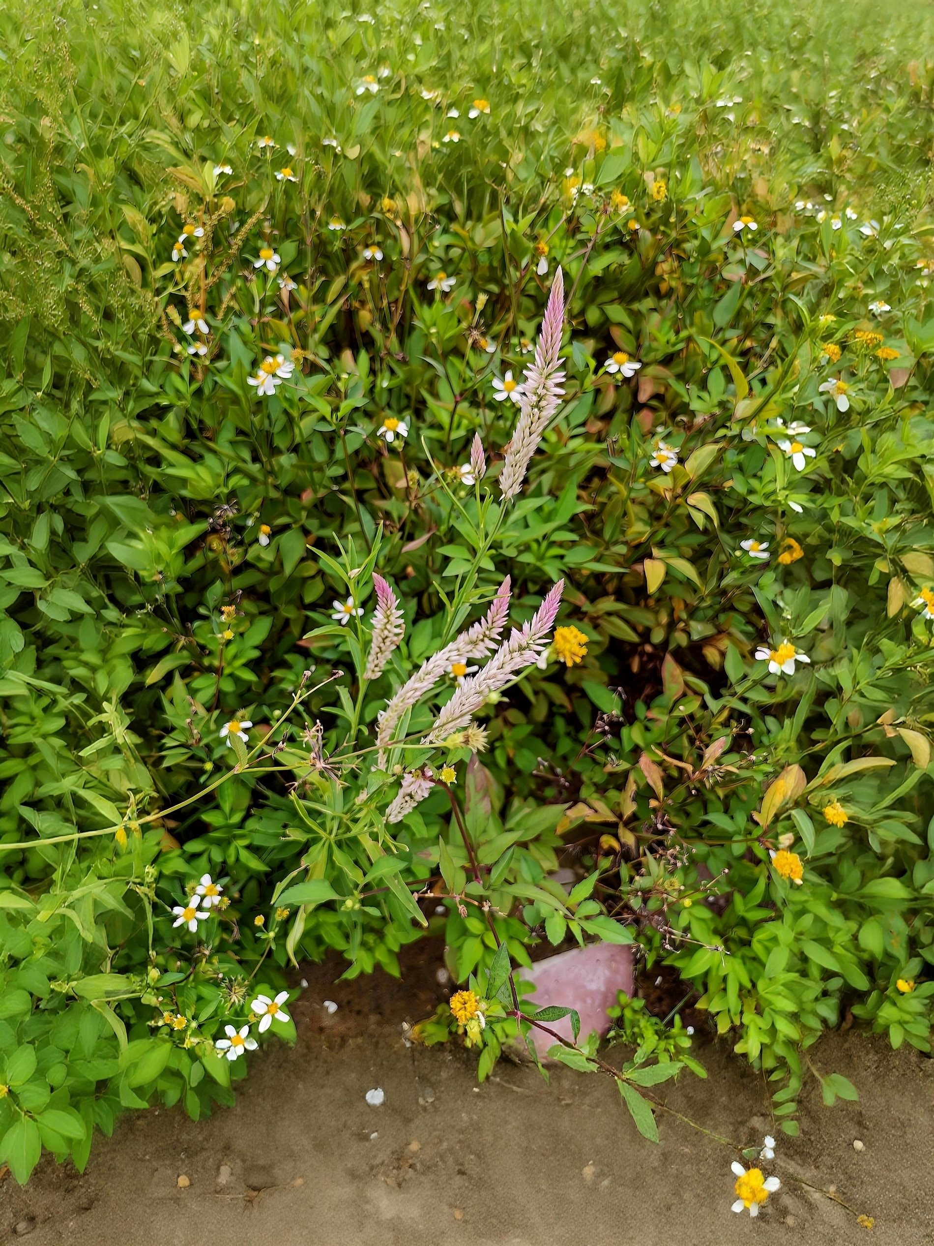 Khó tin nhưng là sự thật - đây là cái tên có thể đối đầu smartphone flagship bằng AI Imaging và giá trị sử dụng thực tế- Ảnh 14.