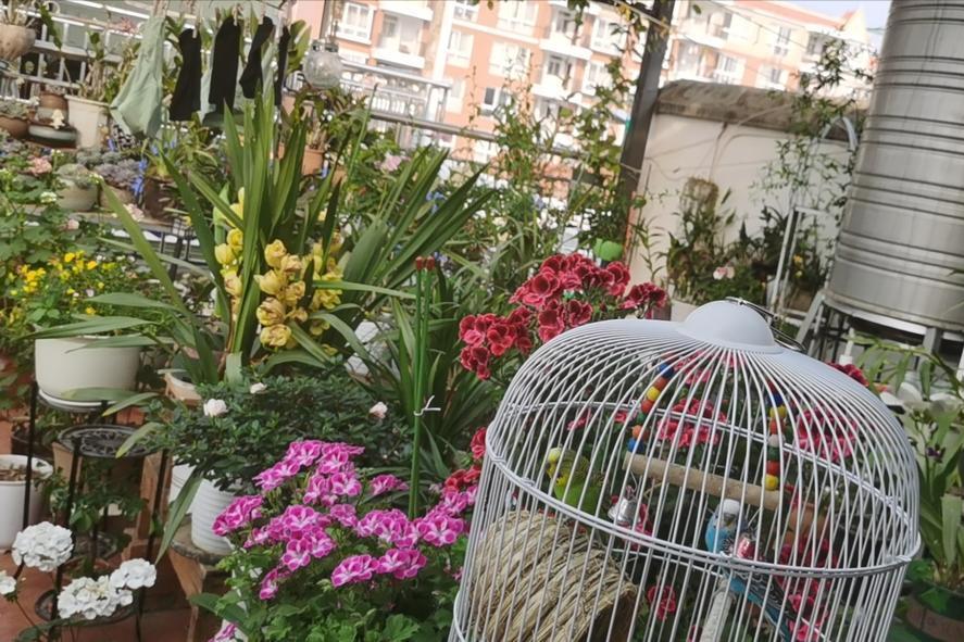 Từ chối xu hướng xây kín ban công, người phụ nữ biến khoảng không ngoài trời thành góc thư giãn khiến ai cũng muốn học theo - Ảnh 2.