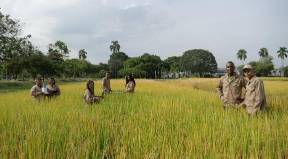 Một quốc gia châu Á mang công nghệ lúa gạo đến châu Phi, 10 năm sau thu kết quả bất ngờ- Ảnh 1.