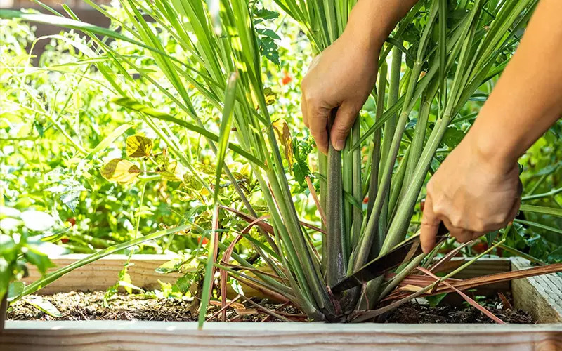 3 loại cây người xưa thường trồng quanh nhà để đuổi muỗi hiệu quả- Ảnh 1.