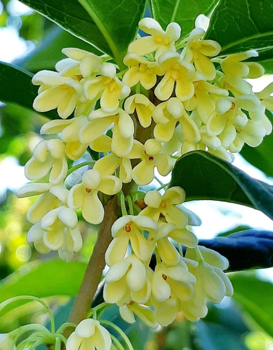 4 loại cây "đại cát", rất nên trồng trong nhà- Ảnh 3.