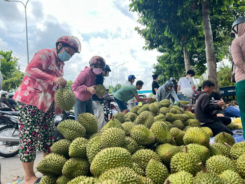Siết chặt quản lý chất lượng sầu riêng - Ảnh 1.
