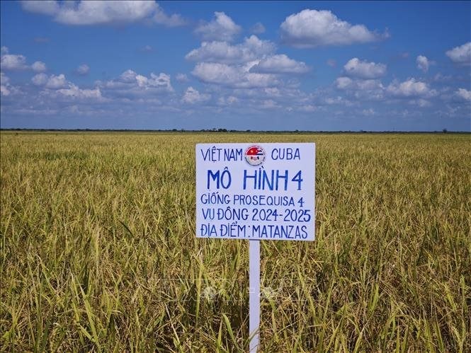 Việt Nam vừa báo tin vui lớn cho Cuba: Kỳ tích 1.200 tấn vượt mong đợi- Ảnh 3.