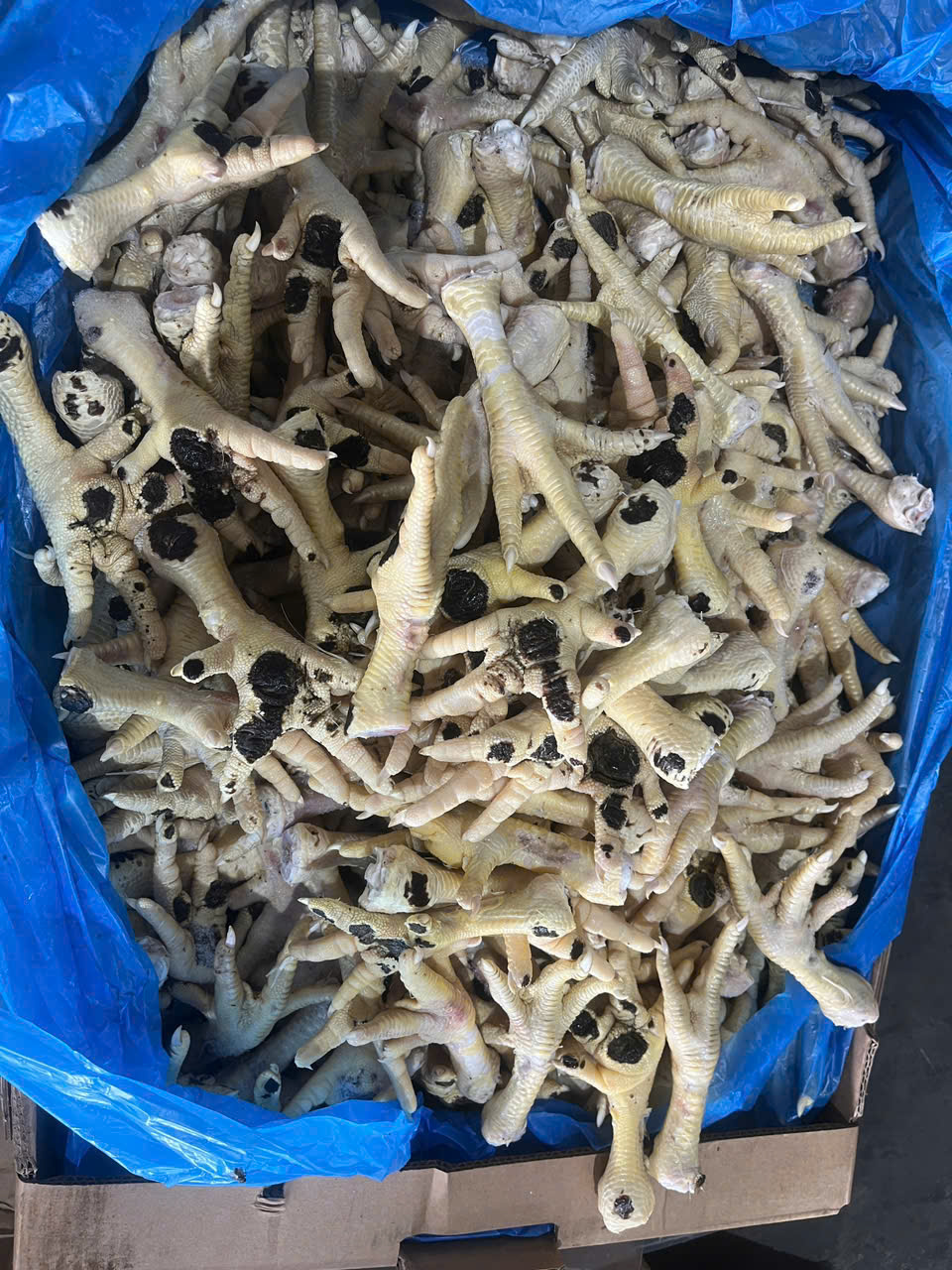 Khởi tố nữ chủ doanh nghiệp buôn lậu chân gà đông lạnh quy mô lớn ở Hà Nội - Ảnh 2. Khởi tố nữ chủ doanh nghiệp buôn lậu chân gà đông lạnh quy mô lớn ở Hà Nội - Ảnh 2.