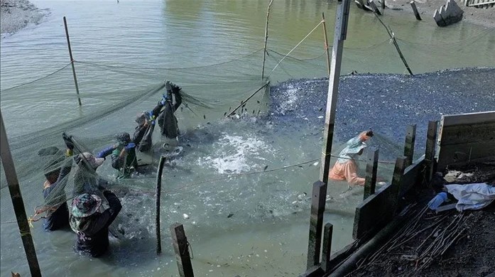 Thái Lan: Hàng loạt ao tôm "biến mất" chỉ sau 1 đêm, mặt nước đen đặc loài vật này khiến người dân bất lực cầu cứu - Ảnh 3.