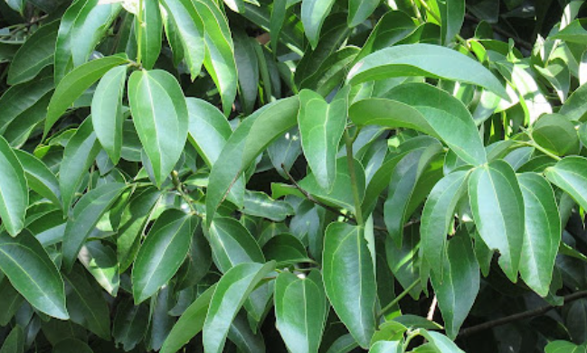 Một loại cây thân gỗ Việt Nam trồng rất nhiều nhưng thế giới lại quý hiếm: Vừa mang về hơn 89 triệu USD, giá hơn 2.500 USD/tấn - Ảnh 1.