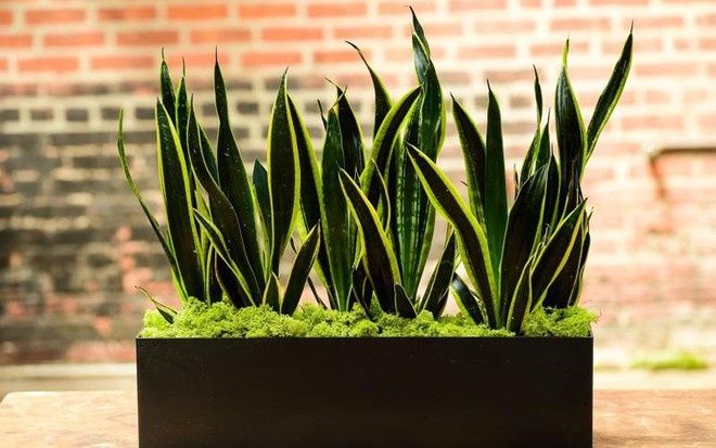4 lời khuyên dành cho các gia đình đang trồng cây lưỡi hổ- Ảnh 2.