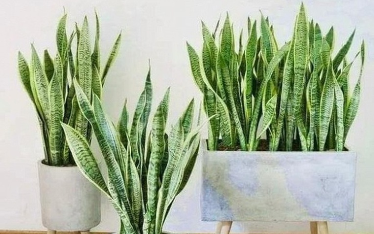 4 lời khuyên dành cho các gia đình đang trồng cây lưỡi hổ- Ảnh 1.