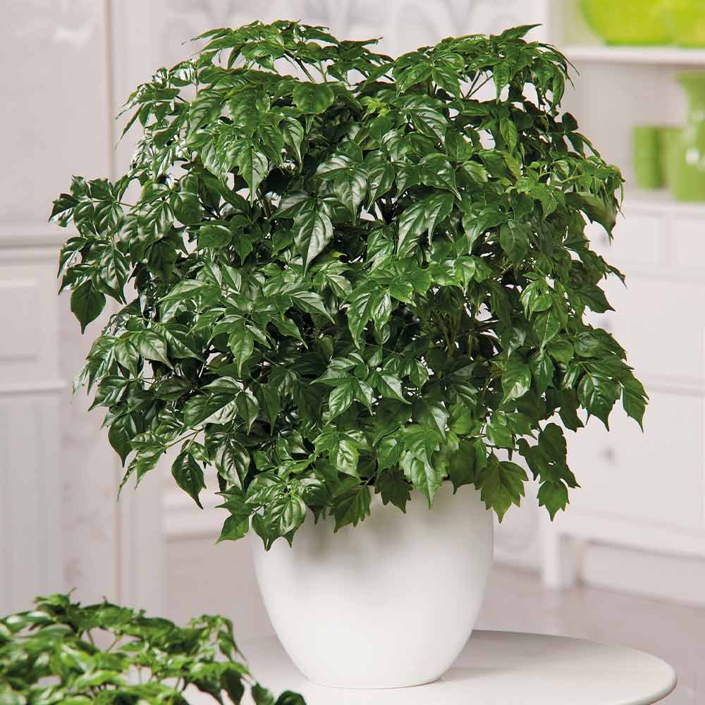 6 loại cây mang lại vận may, nên trồng ở ban công - Ảnh 2.