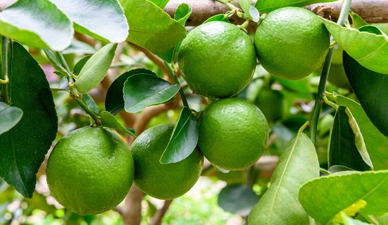 Vì sao ông bà ta hay trồng khế, chanh hoặc bưởi quanh nhà? - Ảnh 1.