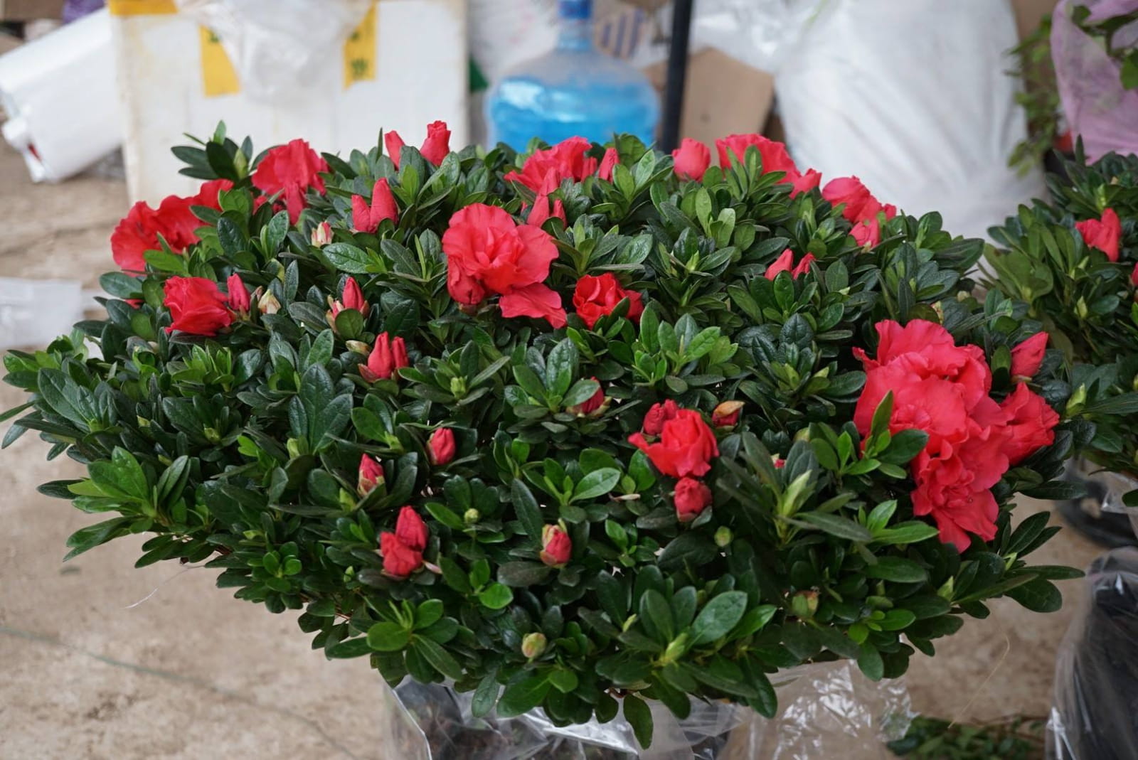 6 loại cây mang lại vận may, nên trồng ở ban công - Ảnh 6.