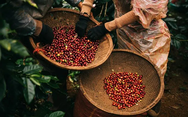 Cà phê đảo chiều giảm - Ảnh 1.