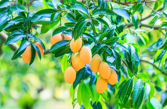 Ấn Độ bất ngờ gặp rắc rối với loại quả Việt Nam đang trồng rất nhiều: Sản lượng giảm đến 40%, giá cũng giảm một nửa - Ảnh 1.