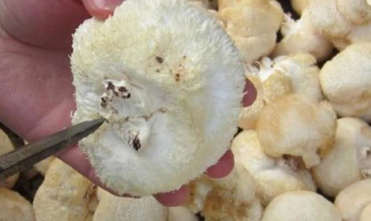 Thứ trông như "cục lông" trên cây nhưng lại là kho báu giá trị ngang linh chi đắt đỏ - Ảnh 4.