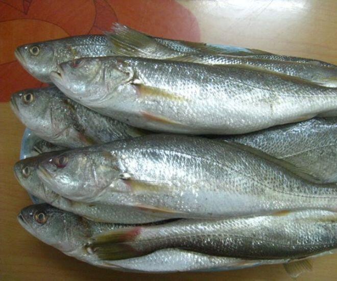 Loài cá nghe tên "ngượng đỏ mặt" - Đặc sản độc đáo bổ dưỡng với giá đắt đỏ vẫn được "săn lùng" - Ảnh 1.